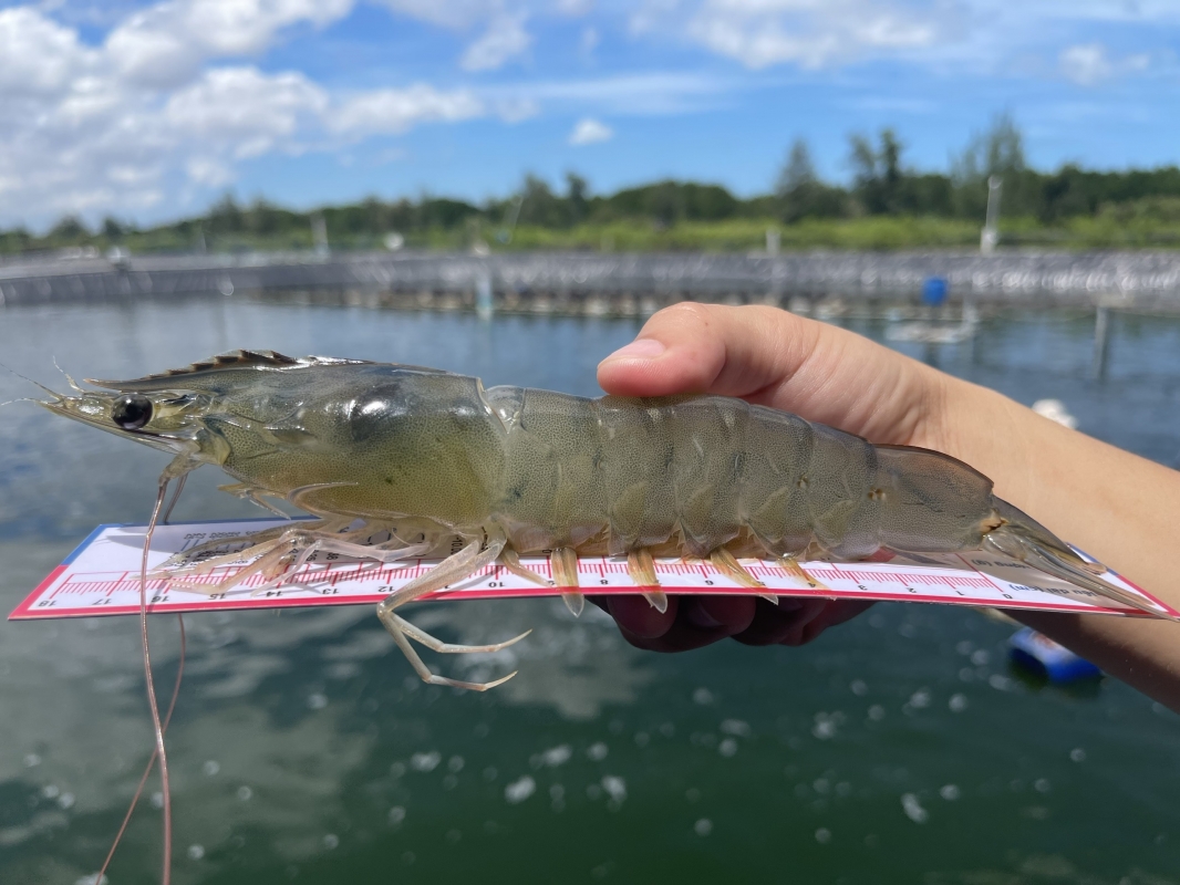 Chúc mừng bà con thành công với năng suất tôm như ý