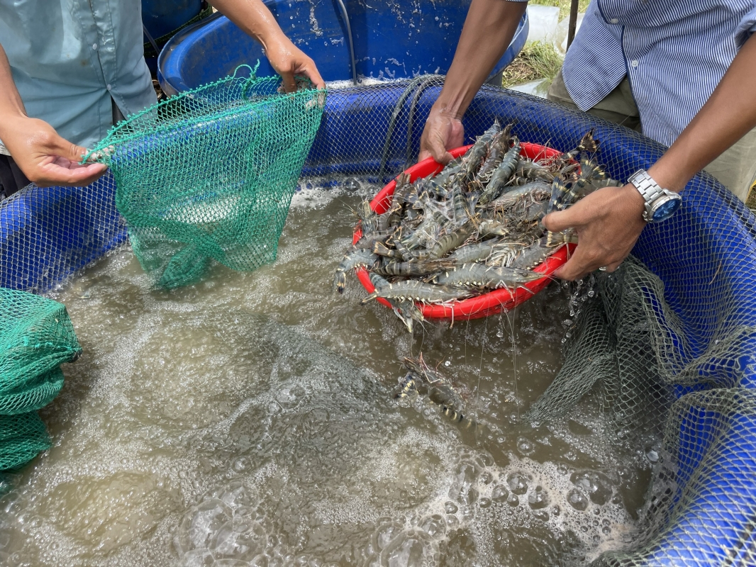 Thu hoạch tôm sú, năng suất vượt trội 