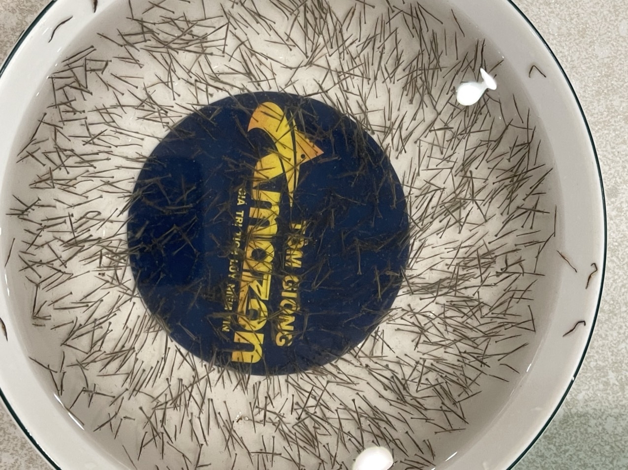 Giống Tôm sú Moana gia hóa 