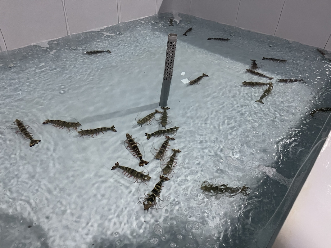 Hệ thống Xử Lý nước và trại sản xuất