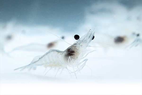 4 Sai Lầm Thường Gặp Trong Nuôi Tôm Thẻ Chân Trắng