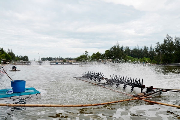 Bí kíp nuôi tôm bắt đầu vào mùa mưa hiệu quả
