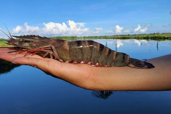 Lựa Chọn Tôm Giống Chất Lượng Dựa Trên Những Tiêu Chuẩn Nào? 
