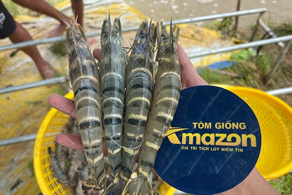 Nhà Cung Cấp Tôm Giống Uy tín Hàng Đầu Bạc Liêu - Amazon 
