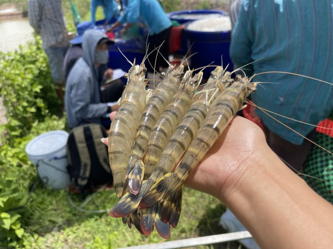 Giống tôm Sú Moana gốc Mỹ 