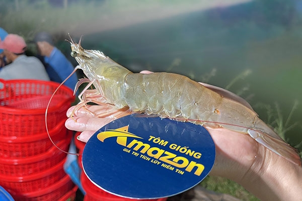 Giống Tôm Thẻ Chân Trắng 