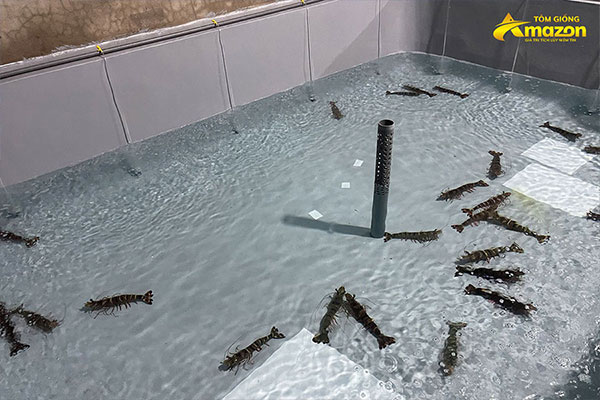 tom-su-moana-amazon-tom-giong-gia-tot%20