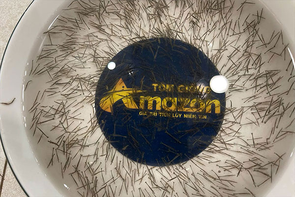 tom-su-moana-amazon-tom-giong-gia-tot%20